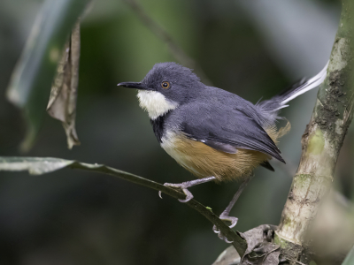 <i class='fa fa-user'></i> Paul van Giersbergen |   Ornaatapalis  <i class='fa fa-eye'> 163</i>  <i class='fa fa-thumbs-up'> 1</i>   <i class='fa fa-comment-o'> 0</i>