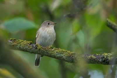 <i class='fa fa-user'></i> pjvantuil |   Kleine Vliegenvanger  <i class='fa fa-eye'> 213</i>  <i class='fa fa-thumbs-up'> 3</i>   <i class='fa fa-comment-o'> 5</i>