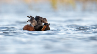 <i class='fa fa-user'></i> kevinhollmann |   Geoorde Fuut  <i class='fa fa-eye'> 328</i>  <i class='fa fa-thumbs-up'> 9</i>   <i class='fa fa-comment-o'> 6</i>