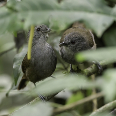 <i class='fa fa-user'></i> Paul van Giersbergen |   Berglijstertimalia  <i class='fa fa-eye'> 162</i>   <i class='fa fa-comment-o'> 2</i>