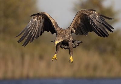 <i class='fa fa-user'></i> natuurflits |   Zeearend  <i class='fa fa-eye'> 442</i>  <i class='fa fa-thumbs-up'> 21</i>   <i class='fa fa-comment-o'> 15</i>