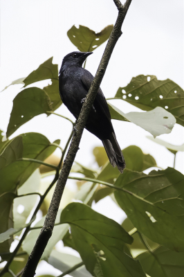 <i class='fa fa-user'></i> Paul van Giersbergen |   Stuhlmanns Spreeuw  <i class='fa fa-eye'> 121</i>   <i class='fa fa-comment-o'> 0</i>