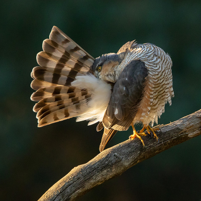 <i class='fa fa-user'></i> Tom |   Sperwer  <i class='fa fa-eye'> 430</i>  <i class='fa fa-thumbs-up'> 34</i>   <i class='fa fa-comment-o'> 16</i>