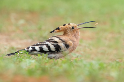 <i class='fa fa-user'></i> Annie Keizer |   Hop  <i class='fa fa-eye'> 354</i>  <i class='fa fa-thumbs-up'> 15</i>   <i class='fa fa-comment-o'> 11</i>