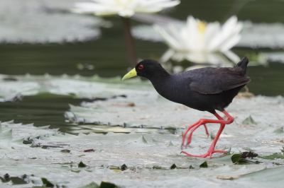 <i class='fa fa-user'></i> Ben Reitsma |   Zwart Porseleinhoen  <i class='fa fa-eye'> 207</i>  <i class='fa fa-thumbs-up'> 7</i>   <i class='fa fa-comment-o'> 6</i>