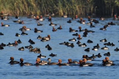 Verbeterde versie na commentaar moderator: In dit kleine meertje in het Harderbos zie je in het najaar vaak een grote groep krooneenden. Ze foerageren waarschijnlijk in het nabij gelegen Veluwemeer op de resten van kranswieren. Grappig is dat je de mannetjes regelmatig in rijtjes ziet zwemmen. Waarom zouden ze dat doen? In het rijtje zwemt ook een vrouwtje, dus mogelijk is het een soort baltsritueel.