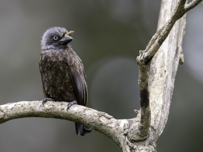 <i class='fa fa-user'></i> Paul van Giersbergen |   Grijskeelborstelneus  <i class='fa fa-eye'> 147</i>  <i class='fa fa-thumbs-up'> 4</i>   <i class='fa fa-comment-o'> 5</i>