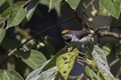 <i class='fa fa-user'></i> Paul van Giersbergen |   Bruinkoperemomela  <i class='fa fa-eye'> 119</i>   <i class='fa fa-comment-o'> 0</i>