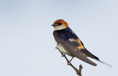 <i class='fa fa-user'></i> Ben Reitsma |   Kaapse Zwaluw  <i class='fa fa-eye'> 184</i>  <i class='fa fa-thumbs-up'> 3</i>   <i class='fa fa-comment-o'> 4</i>