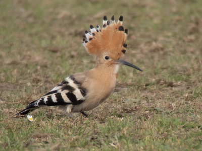 <i class='fa fa-user'></i> Marcel van der Tol |   Hop  <i class='fa fa-eye'> 333</i>  <i class='fa fa-thumbs-up'> 13</i>   <i class='fa fa-comment-o'> 17</i>