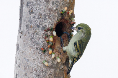 <i class='fa fa-user'></i> Louis56 |   Groene Ketellapper  <i class='fa fa-eye'> 265</i>  <i class='fa fa-thumbs-up'> 11</i>   <i class='fa fa-comment-o'> 9</i>