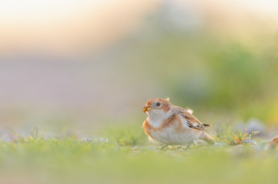 <i class='fa fa-user'></i> Hans Overduin |   Sneeuwgors  <i class='fa fa-eye'> 329</i>  <i class='fa fa-thumbs-up'> 20</i>   <i class='fa fa-comment-o'> 16</i>