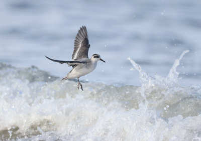 <i class='fa fa-user'></i> Henk Wiebe van der Meulen |   Rosse Franjepoot  <i class='fa fa-eye'> 303</i>  <i class='fa fa-thumbs-up'> 14</i>   <i class='fa fa-comment-o'> 9</i>