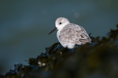 <i class='fa fa-user'></i> Vincent Vuik |   Drieteenstrandloper  <i class='fa fa-eye'> 213</i>  <i class='fa fa-thumbs-up'> 13</i>   <i class='fa fa-comment-o'> 10</i>