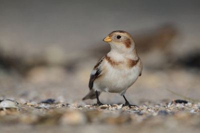 <i class='fa fa-user'></i> horneman69 |   Sneeuwgors  <i class='fa fa-eye'> 294</i>  <i class='fa fa-thumbs-up'> 18</i>   <i class='fa fa-comment-o'> 8</i>