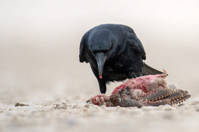 <i class='fa fa-user'></i> kevinhollmann |   Zwarte Kraai  <i class='fa fa-eye'> 430</i>  <i class='fa fa-thumbs-up'> 18</i>   <i class='fa fa-comment-o'> 11</i>