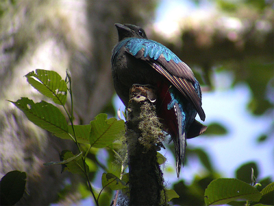 Het vrouwtje van de schitterende Quetzal! Voor onze neus waren mannetje en vrouwtje bezig met het vangen van insecten en het voeren van hun jong. Helaas deze keer niet het mannetje kunnen fotograferen, maar dus wel het vrouwtje dat ons van hoog gadesloeg. 
Nikon Coolpix 4500, 1/132.7s, telescoop Swarovski ATS 80, 20-60, zonder adapter