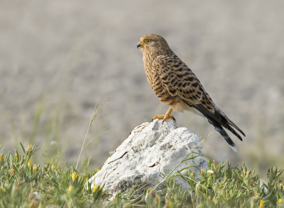 <i class='fa fa-user'></i> Bert Ooms |   Grote Torenvalk  <i class='fa fa-eye'> 270</i>  <i class='fa fa-thumbs-up'> 7</i>   <i class='fa fa-comment-o'> 12</i>