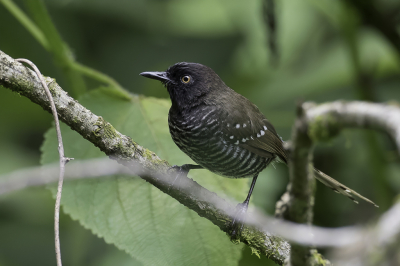 <i class='fa fa-user'></i> Paul van Giersbergen |   Zwartkopprinia  <i class='fa fa-eye'> 144</i>  <i class='fa fa-thumbs-up'> 2</i>   <i class='fa fa-comment-o'> 3</i>