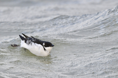 <i class='fa fa-user'></i> Jaap |   Kleine Alk  <i class='fa fa-eye'> 277</i>  <i class='fa fa-thumbs-up'> 9</i>   <i class='fa fa-comment-o'> 9</i>