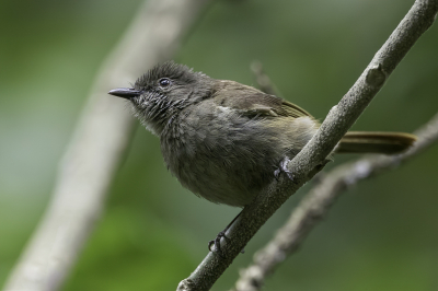 <i class='fa fa-user'></i> Paul van Giersbergen |   Ansorges Buulbuul  <i class='fa fa-eye'> 120</i>   <i class='fa fa-comment-o'> 0</i>