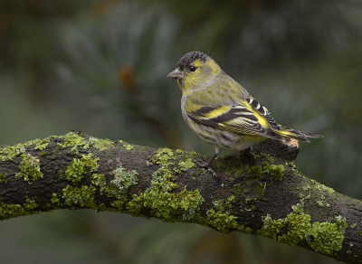 <i class='fa fa-user'></i> henkdikkers |   Sijs  <i class='fa fa-eye'> 261</i>  <i class='fa fa-thumbs-up'> 13</i>   <i class='fa fa-comment-o'> 10</i>