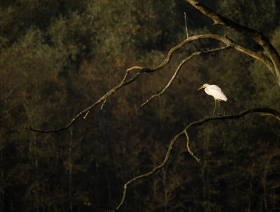 Soms heb je gewoon geluk. Deze Reiger vloog eerst bij me vandaan, maar toen ging hij op deze prachtige plek zitten.