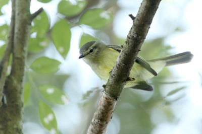 <i class='fa fa-user'></i> Martjan Lammertink |   Schubkopvliegenpikker  <i class='fa fa-eye'> 147</i>   <i class='fa fa-comment-o'> 2</i>