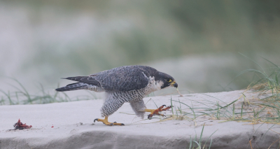 <i class='fa fa-user'></i> Henk Wiebe van der Meulen |   Slechtvalk  <i class='fa fa-eye'> 385</i>  <i class='fa fa-thumbs-up'> 19</i>   <i class='fa fa-comment-o'> 14</i>