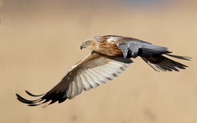 <i class='fa fa-user'></i> Ben Reitsma |   Bruine Kiekendief  <i class='fa fa-eye'> 318</i>  <i class='fa fa-thumbs-up'> 20</i>   <i class='fa fa-comment-o'> 8</i>