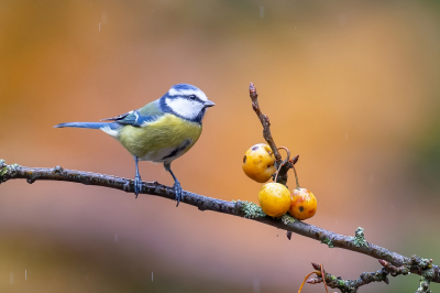 <i class='fa fa-user'></i> Freddy69 |   Pimpelmees  <i class='fa fa-eye'> 138</i>  <i class='fa fa-thumbs-up'> 1</i>   <i class='fa fa-comment-o'> 21</i>