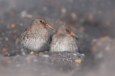 <i class='fa fa-user'></i> Annie Keizer |   Paarse Strandloper  <i class='fa fa-eye'> 252</i>  <i class='fa fa-thumbs-up'> 17</i>   <i class='fa fa-comment-o'> 15</i>