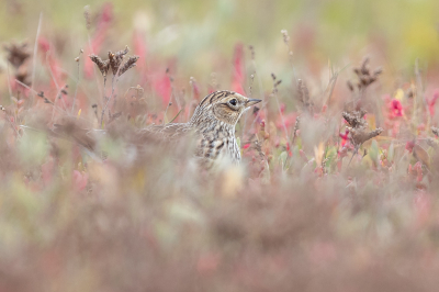 <i class='fa fa-user'></i> Katoo |   Veldleeuwerik  <i class='fa fa-eye'> 297</i>  <i class='fa fa-thumbs-up'> 27</i>   <i class='fa fa-comment-o'> 19</i>