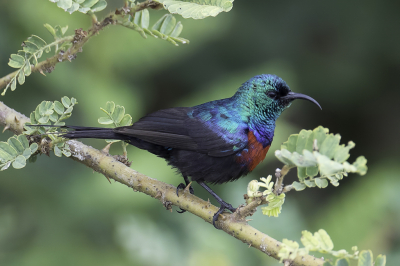 <i class='fa fa-user'></i> Paul van Giersbergen |   Sierhoningzuiger  <i class='fa fa-eye'> 154</i>  <i class='fa fa-thumbs-up'> 4</i>   <i class='fa fa-comment-o'> 3</i>