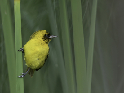 <i class='fa fa-user'></i> Paul van Giersbergen |   Dunbekwever  <i class='fa fa-eye'> 137</i>  <i class='fa fa-thumbs-up'> 1</i>   <i class='fa fa-comment-o'> 1</i>