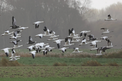 <i class='fa fa-user'></i> Henk Baptist |   Sneeuwgans  <i class='fa fa-eye'> 361</i>  <i class='fa fa-thumbs-up'> 4</i>   <i class='fa fa-comment-o'> 9</i>