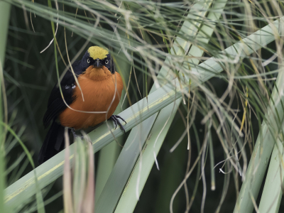 <i class='fa fa-user'></i> Paul van Giersbergen |   Papyrusfiskaal  <i class='fa fa-eye'> 164</i>   <i class='fa fa-comment-o'> 3</i>