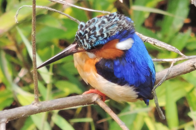 Wij zaten te eten in een restaurant zonder wanden (1ste verdieping) aan de rand van het NP Andasibe toen ik opeens een blauwe flits zag. Gauw naar de afscherming gegaan en daar zag ik beneden bij een beekje een zwartsnavelijsvogel. Heel dichtbij.
Zo dichtbij had ik nog nooit een ijsvogel gezien. Begon meteen met foto's maken. Meer eters kregen in de gaten dat ik fotografeerde en kwamen ook foto's maken. Dat werd de vogel teveel en vloog weg. Dit is een endeem in Madagaskar. Al vind ik hem heel veel op de onze lijken. Hij is nog iets feller van kleur.