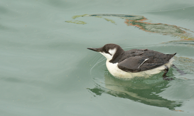 <i class='fa fa-user'></i> josephine |   Zeekoet  <i class='fa fa-eye'> 205</i>   <i class='fa fa-comment-o'> 7</i>