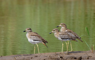 <i class='fa fa-user'></i> Ben Reitsma |   Watergriel  <i class='fa fa-eye'> 251</i>  <i class='fa fa-thumbs-up'> 3</i>   <i class='fa fa-comment-o'> 5</i>