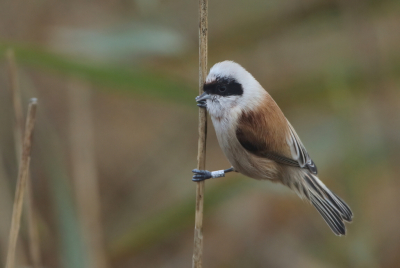 <i class='fa fa-user'></i> horneman69 |   Buidelmees  <i class='fa fa-eye'> 335</i>  <i class='fa fa-thumbs-up'> 11</i>   <i class='fa fa-comment-o'> 6</i>