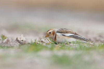 <i class='fa fa-user'></i> corvanspijk |   Sneeuwgors  <i class='fa fa-eye'> 263</i>  <i class='fa fa-thumbs-up'> 9</i>   <i class='fa fa-comment-o'> 10</i>