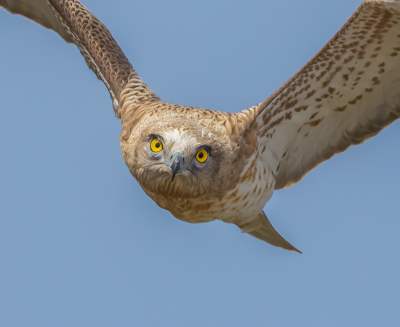 <i class='fa fa-user'></i> peterh50 |   Slangenarend  <i class='fa fa-eye'> 422</i>  <i class='fa fa-thumbs-up'> 18</i>   <i class='fa fa-comment-o'> 13</i>