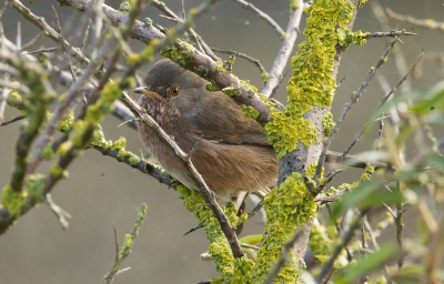 En dan belandt de mooie soort ineens voor je lens.
Het AF punt helaas op de vleugel net naast het oog, maar door de setting met de spinnenraggen,,,