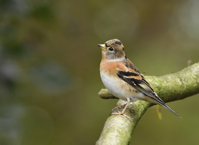 <i class='fa fa-user'></i> henkdikkers |   Keep  <i class='fa fa-eye'> 208</i>  <i class='fa fa-thumbs-up'> 11</i>   <i class='fa fa-comment-o'> 9</i>