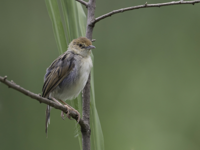 <i class='fa fa-user'></i> Paul van Giersbergen |   Papyrusgraszanger  <i class='fa fa-eye'> 119</i>   <i class='fa fa-comment-o'> 0</i>