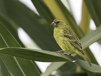 <i class='fa fa-user'></i> Paul van Giersbergen |   Papyruskanarie  <i class='fa fa-eye'> 144</i>   <i class='fa fa-comment-o'> 0</i>