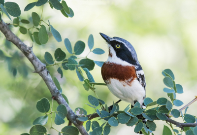 <i class='fa fa-user'></i> Ben Reitsma |   Witflankvliegenvanger  <i class='fa fa-eye'> 231</i>  <i class='fa fa-thumbs-up'> 13</i>   <i class='fa fa-comment-o'> 8</i>