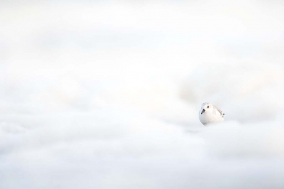 <i class='fa fa-user'></i> kevinhollmann |   Drieteenstrandloper  <i class='fa fa-eye'> 309</i>  <i class='fa fa-thumbs-up'> 17</i>   <i class='fa fa-comment-o'> 17</i>