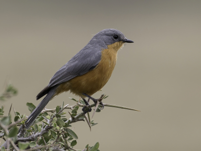 <i class='fa fa-user'></i> Paul van Giersbergen |   Zilvervliegenvanger  <i class='fa fa-eye'> 162</i>  <i class='fa fa-thumbs-up'> 5</i>   <i class='fa fa-comment-o'> 1</i>
